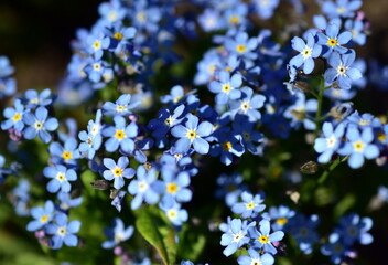 Himmelblaue Vergissmeinnichtblüten im Frühling