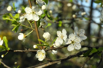 Spring blossoming trees with white flowers in the garden. Spring background