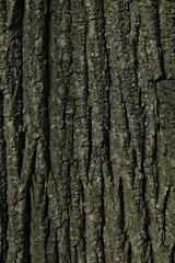 Tree bark background, close up view