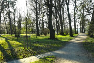 A beautiful park with trees and road for walking