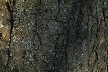 Tree bark background, close up view