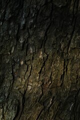 Tree bark background, close up view