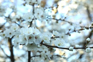 Spring blossoming trees with white flowers in the garden. Spring background