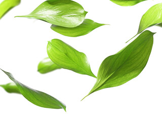 Many fresh green leaves flying on white background