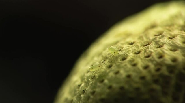 Afidi  pidocchi delle piante,  gorgoglioni (Aphidoidea)