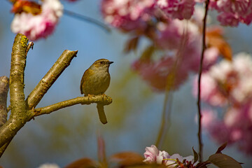 a dunnock on a branch between beautiful pink Japanese cherry blossoms in the sunlight