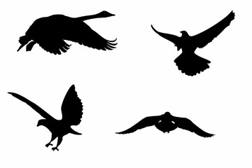 Flying Birds silhouette on white background 