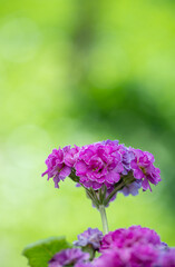 Fototapeta premium Close up of Primula Pollyanna Pink and Mauve Variations 