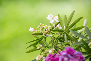 Close up of Mock Mexican Orange Branch with White Flowers