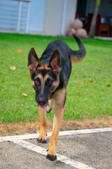 german shepherd puppy