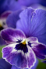 Close up of Sorbet Delft Blue Viola Flowers