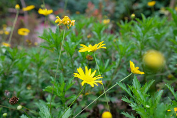 Golden shrub daisies in Baguio City Benguet.
