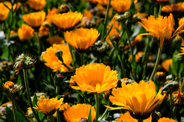 Pot Marigold or Calendula in Northern Blossoms Atok Benguet.