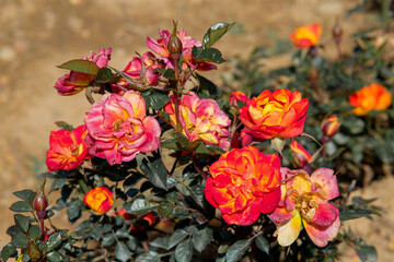 Orange garden rose in Northern Blossoms Atok Benguet.