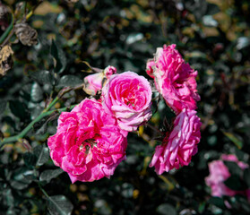  Rosa Candy in Northern Blossoms Atok Benguet.