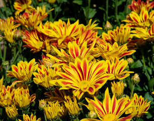 Obraz premium Two-toned Chrysanthemum Indicum flowers in Northern Blossoms Atok Benguet.