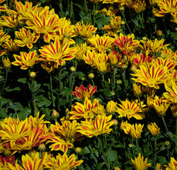 Two-toned Chrysanthemum Indicum flowers in Northern Blossoms Atok Benguet.