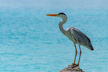 A beautiful grey heron (Ardea cinerea) at the beach in Maldives.