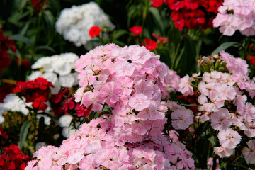 Pink Sweet William in Northern Blossoms Atok Benguet.