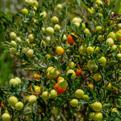 False Jerusalem Cherry or Madeira Winter Cherry in Mt. Solis Atok Benguet.