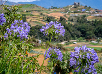 Obraz premium Purple African Lily in Mt. Solis Atok Benguet.