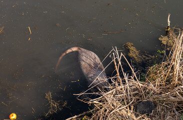 A coypu, partially submerged in murky water, near the bank, searches for food amongst reeds