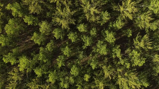 Lush green cottonwood forest landscape from drone pov, aerial view of woodland in summer as background