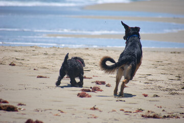 dogs playing on the beach