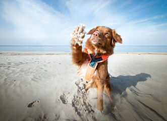 Dog waving and saing goodbye at the seaside. High five dog tricks. Blue skye