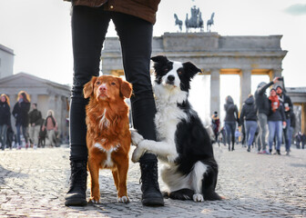 Two dogs by the Brandenburg Gate in Berlin. Traveling, sightseeing, adventures with dog. Border...