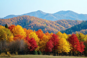 Colorful trees in the mountains during fall foliage, with a stunning blend of red, orange, and yellow hues creating a breathtaking natural scene.