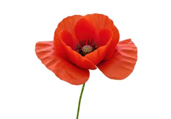 Fototapeta premium Isolated red poppy flower closeup floral botanical bloom isolated on white background