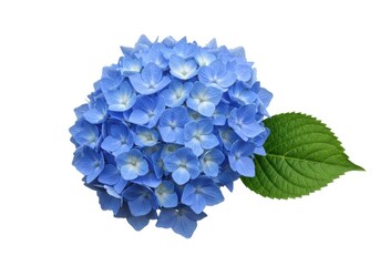 Hydrangea flower blue blossom bloom floral botanical plant isolated on white background