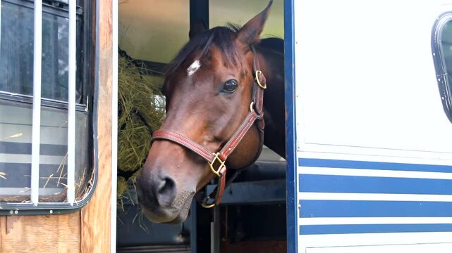 Bridled Horse At Trailer Door
