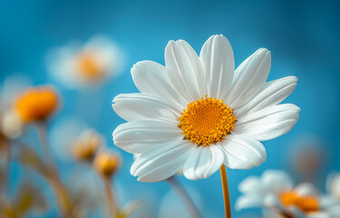 Naklejka premium White flower blooms on blue. A lone white flower with a bright yellow center stands out against soft blossoms and a blue sky.