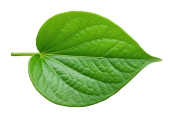 Obraz premium Isolated fresh betel leaf image for botanical illustration isolated on white background