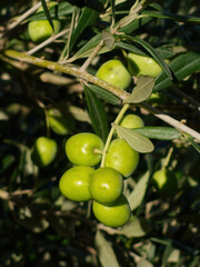 Green olives growing on olive tree branch