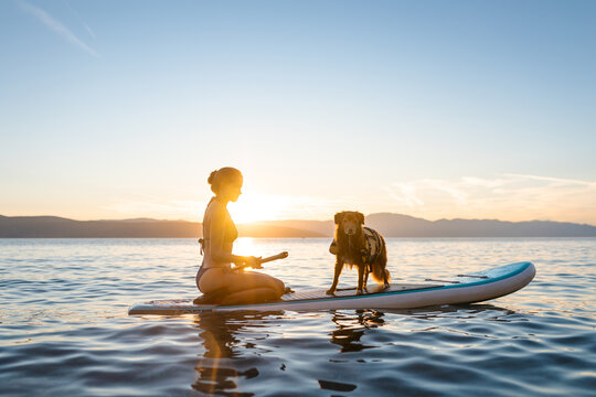 Girl with a dog sitting on a sup board surfing on a lake in a sunset. Dog is wearing a life vest and girl is wearing a swimsuit - Powered by Adobe
