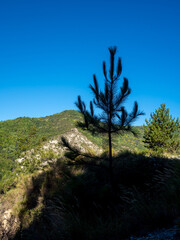tree on hills in the Southern Alps in France