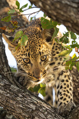 Leopard Cub in the tree