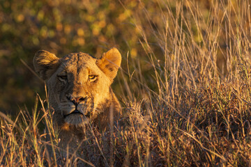 Golden Hour Lioness