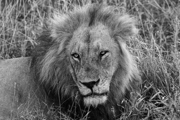 Lion king black and white