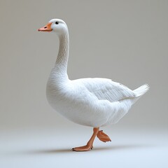Obraz premium White goose in profile view