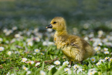 gosling of greylag goose standing on the flowery meadow on a sunny spring day