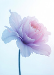 Delicate pastel flower with soft petals on a minimalistic background