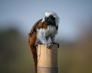 Cotton Top Mandarin on Top of a Pole