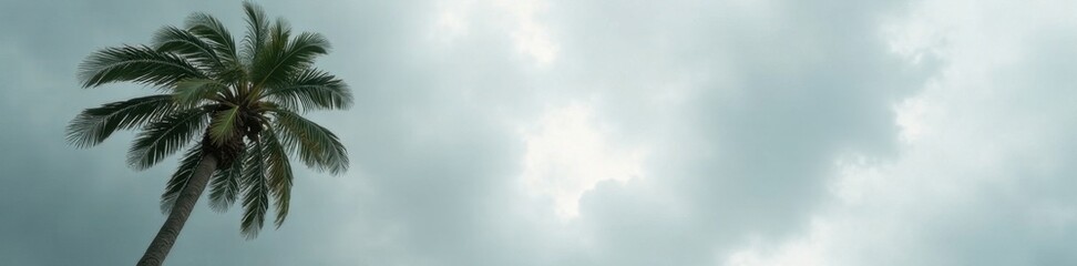 Tall palm tree against a cloudy gray backdrop , palm, vacation, photo