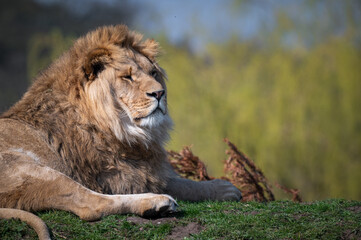 Young Adult Male Lion Resting on Grass