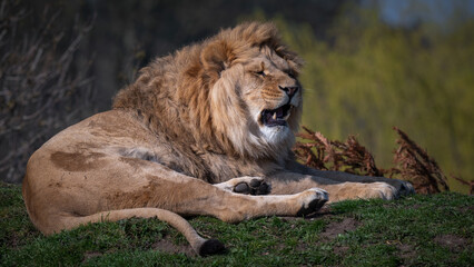 Young Adult Male Lion Resting on Grass