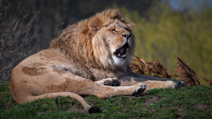 Young Adult Male Lion Resting on Grass